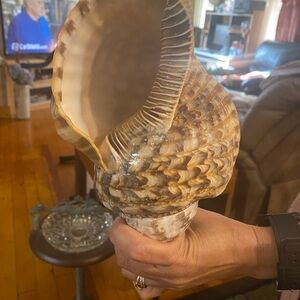Large Natural Conch Shell Decor
